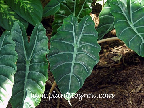 Alocasia chantrieriana